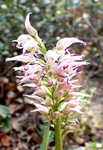 ORCHIS SIMIA 